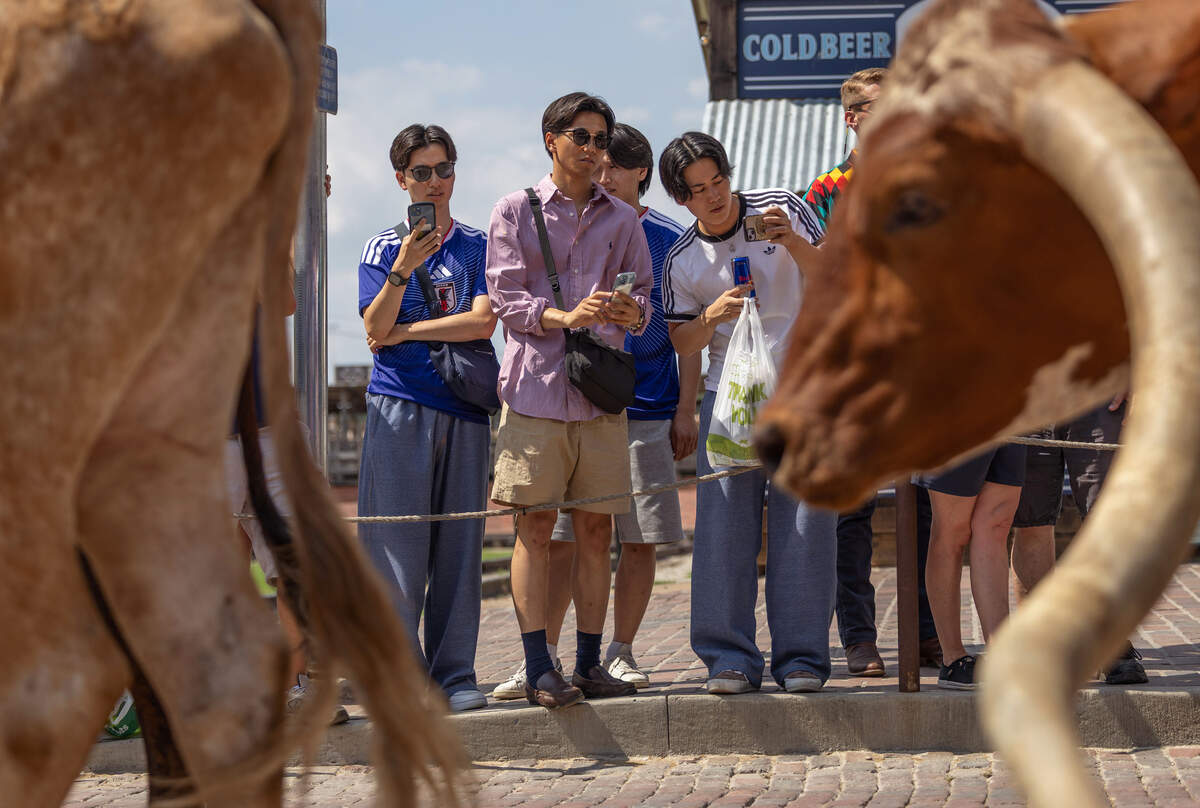 Japan fans take photos of longhorns as they make their way down East Exchange Avenue at the Fort Worth Stockyards on June 16, 2026. Fans from various teams visited the stockyards to watch the cattle drive for the first time.
