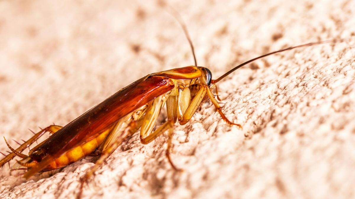 How Year-Round Pest Control Protects Homes and Peace of Mind