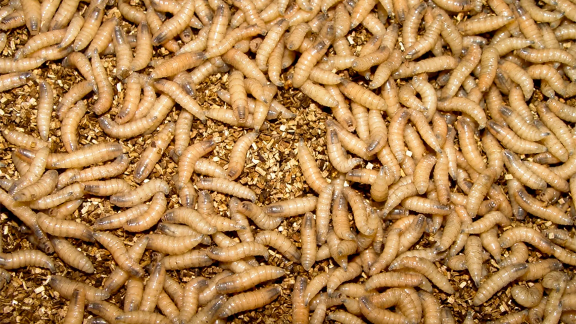 More New World screwworm has been detected. Latest updates for NC