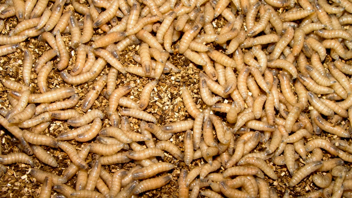 Screwworms