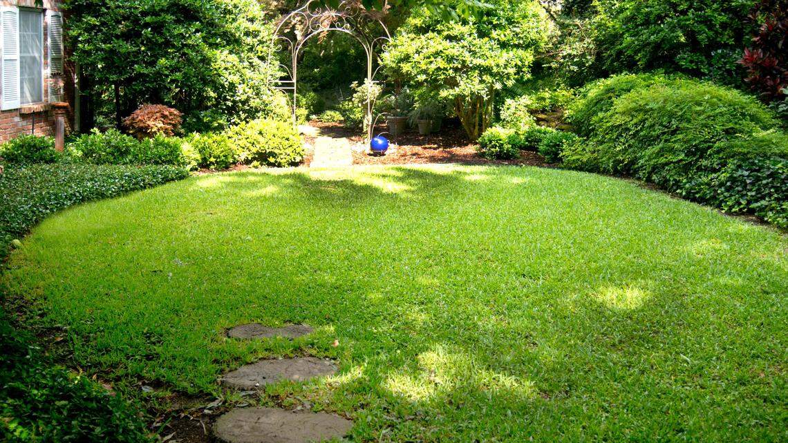 Shade is causing St. Augustine to die out and only sunlight can cure the problem.