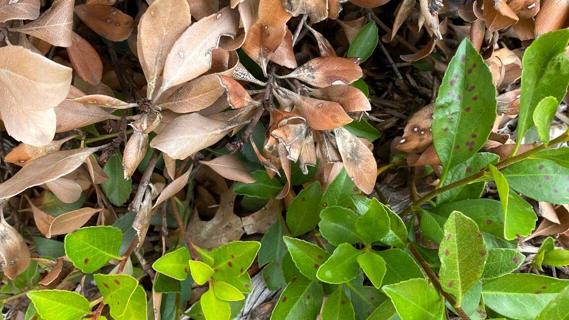 New growth on Indian hawthorn is weak and would take years to fill in, plus it’s covered with fatal Entomosporium fungal leaf spot.