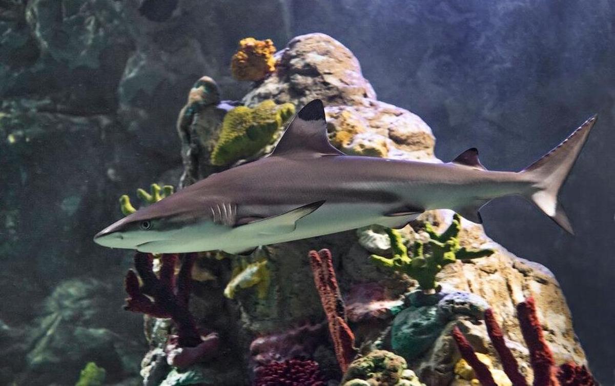 Shark Week at Sea Life Grapevine