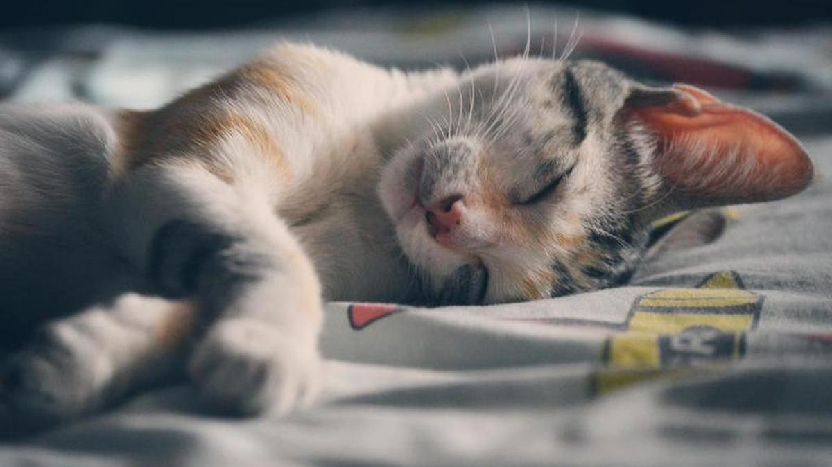 For a variety of reasons, we’re fascinated by these digital felines.