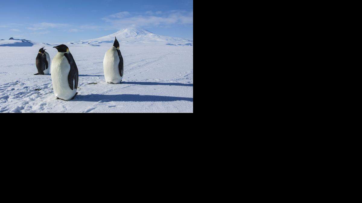 
Penguins captured in their native environment in ‘Antarctica: A Year on Ice’

