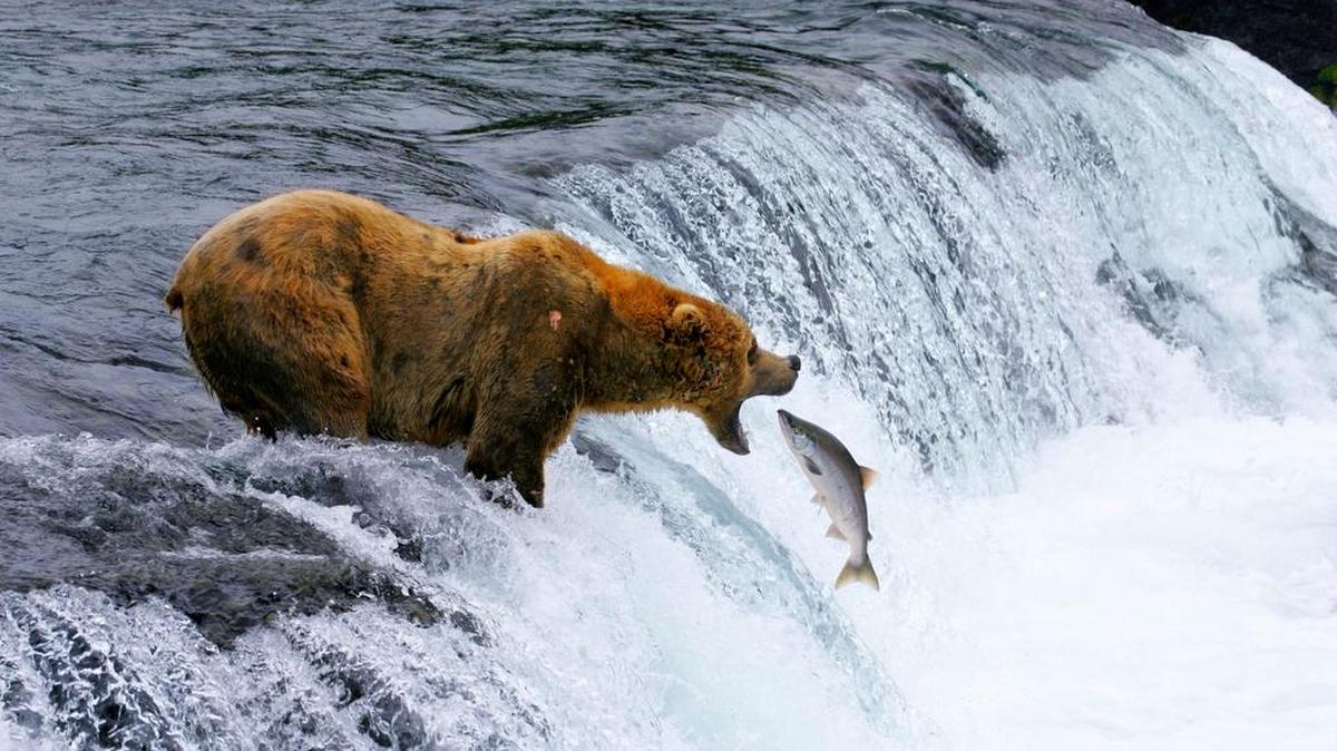 A brown bear catches salmon in Katmai National Park and Preserve in Alaska.