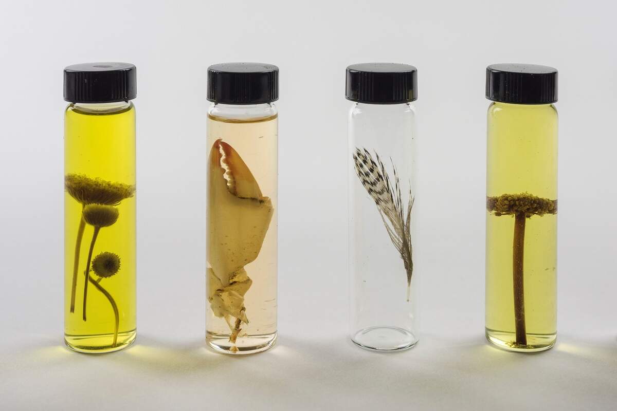 Specimens collected by Mark Dion in Galveston, Texas, March 2018.