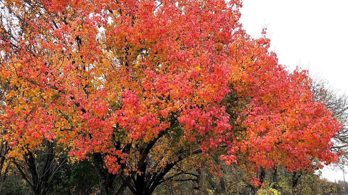 Bradford pears’ fall color is spectacular, but not worth the risk of the broken trees.