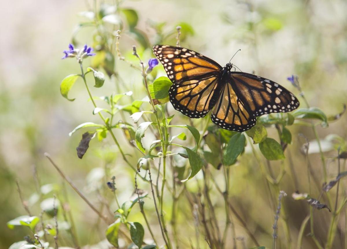 Two events have monarch releases Saturday.