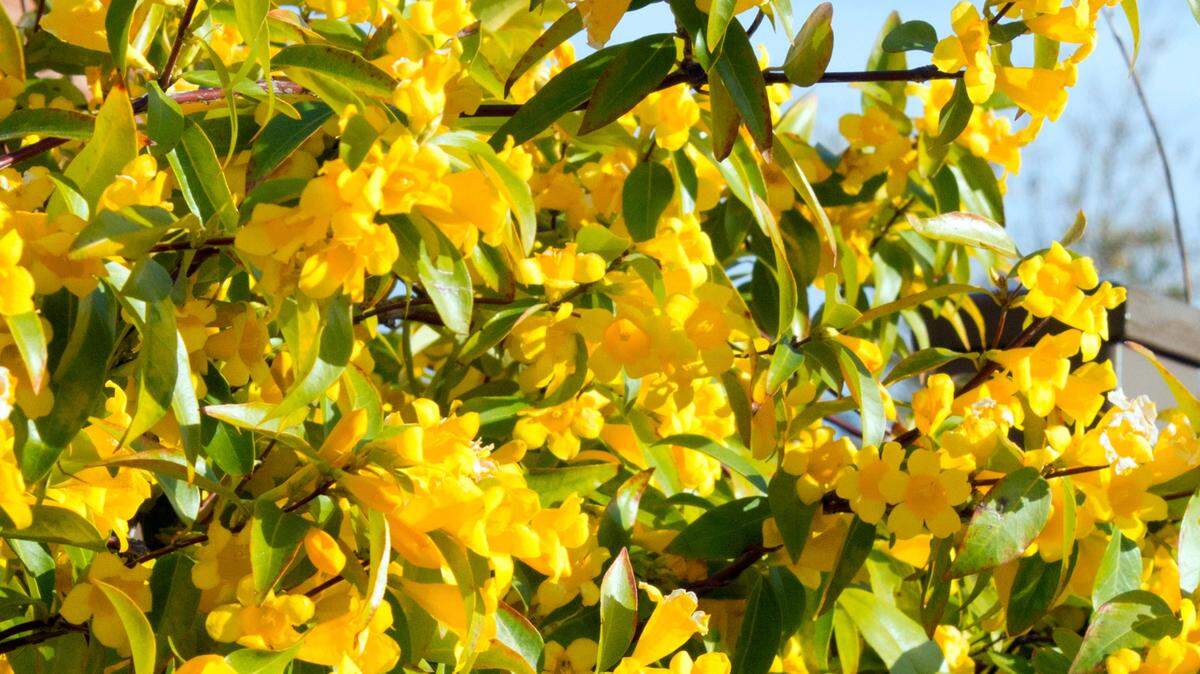 Carolina jessamine is normally winter-hardy locally, but it froze in February 2021.