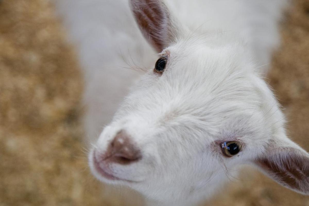 Goats don’t really know their asanas. Or do they?