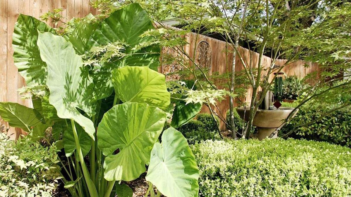 
Near a simple water feature that provides ambiant sound, giant Elephant Ears grow next to a Japanese Maple in Paula Henslee's backyard garden. 
