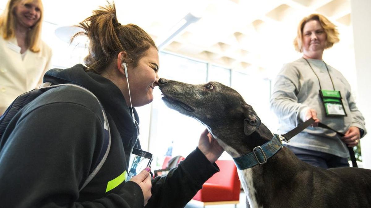 Dogs often work as therapy animals on college campuses.