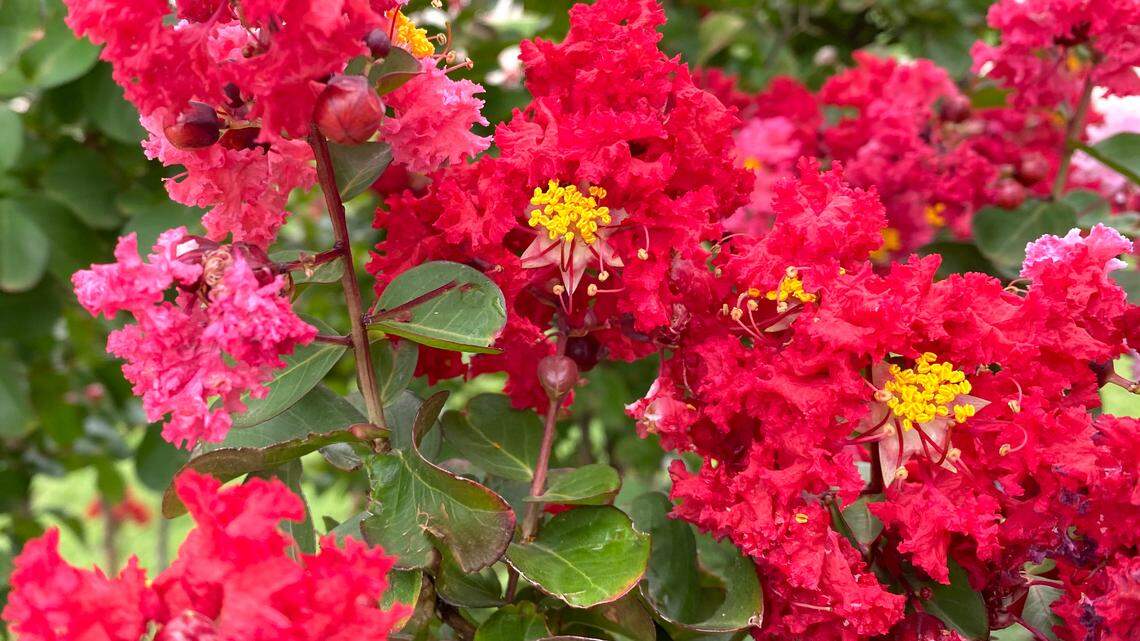Sometimes the red petals in a crape myrtle turn pink anytime it is shipped to an indoor event, sold from a nursery shade house or experience several days of cloudy weather.