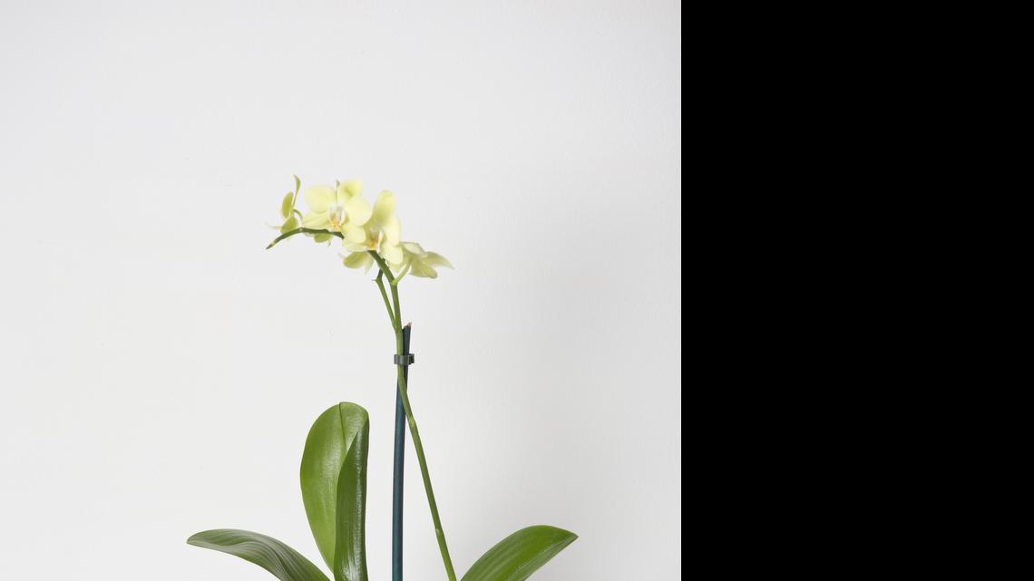 
Example of work by Kokedama by Cannon and Co.

