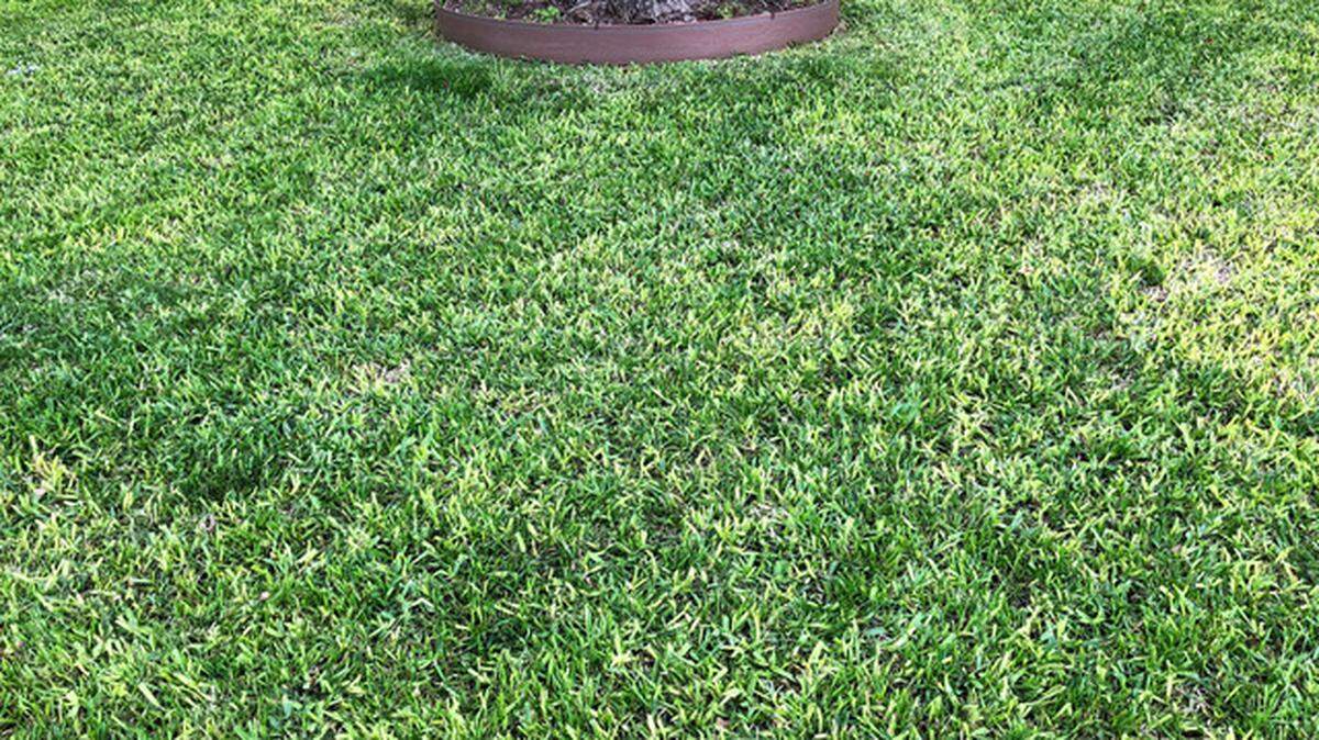 St. Augustine, our most shade-tolerant turf, needs 5 or 6 hours of hot, direct sunlight daily in the summer.