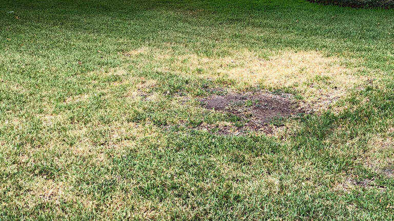 Here’s what you can do when take all root rot invades your lawn