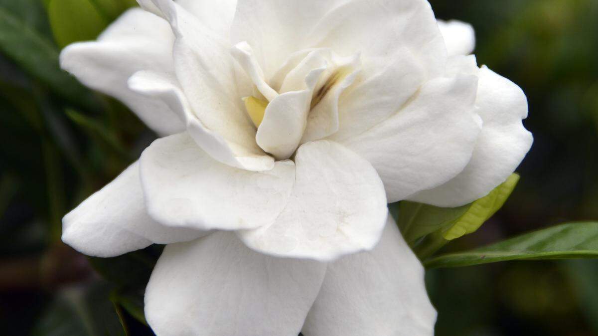Gardenias are marginally winter-hardy in DFW and should be protected when extreme cold arrives.