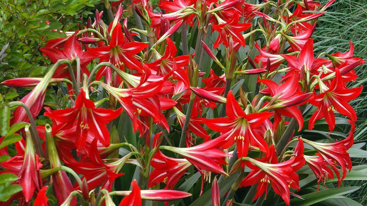 St. Joseph lily (hardy amaryllis) is a great perennial, but it’s almost never sold in nurseries.