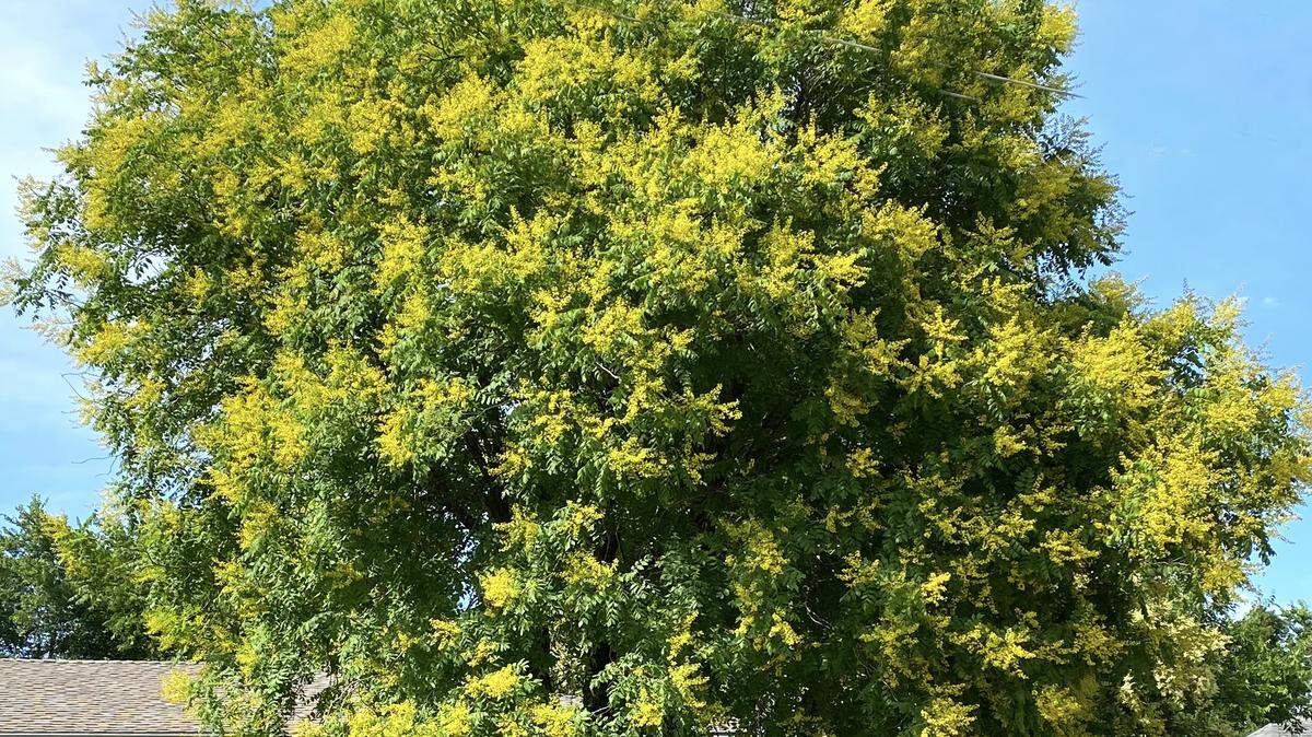 Golden Raintree is shown in full bloom in front of a Metroplex home.
