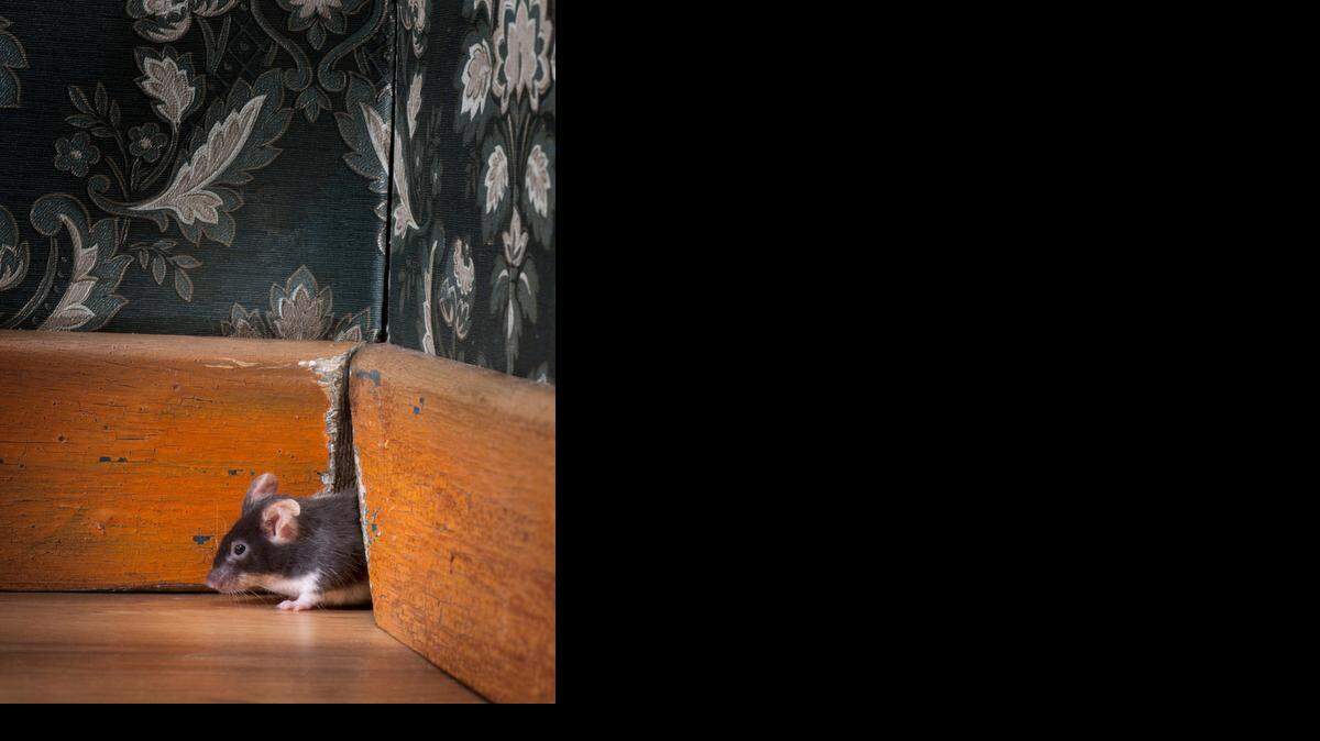Look for holes around the house that rodents can use to get in.<137> in through cracks and holesmouse coming out ot her hole in old-fashioned room.<137>