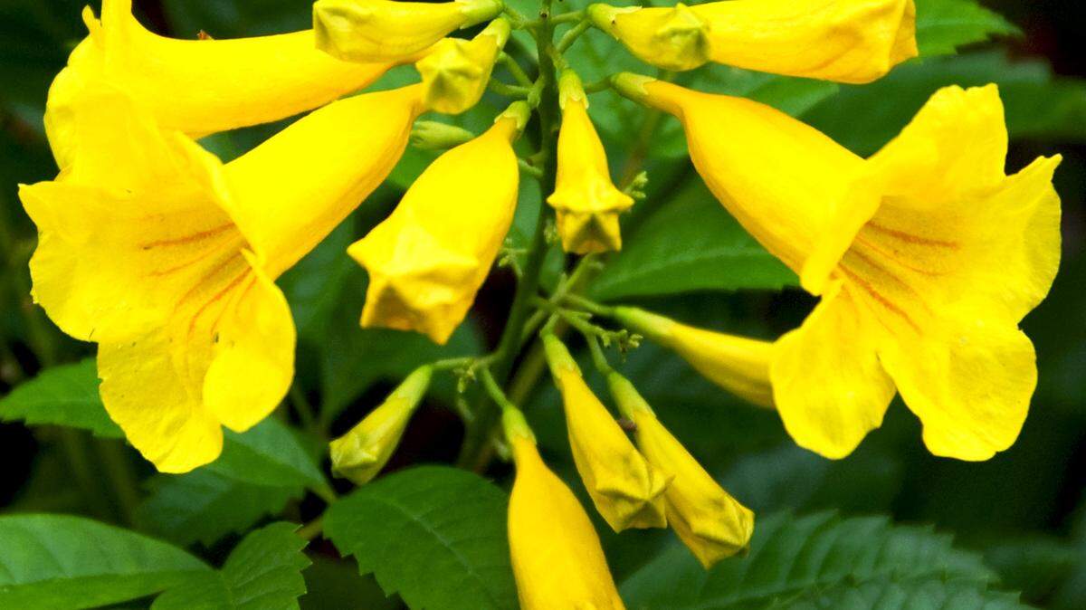 Native to Southwest Texas, the Gold Star Esperanza is a superstar plant.