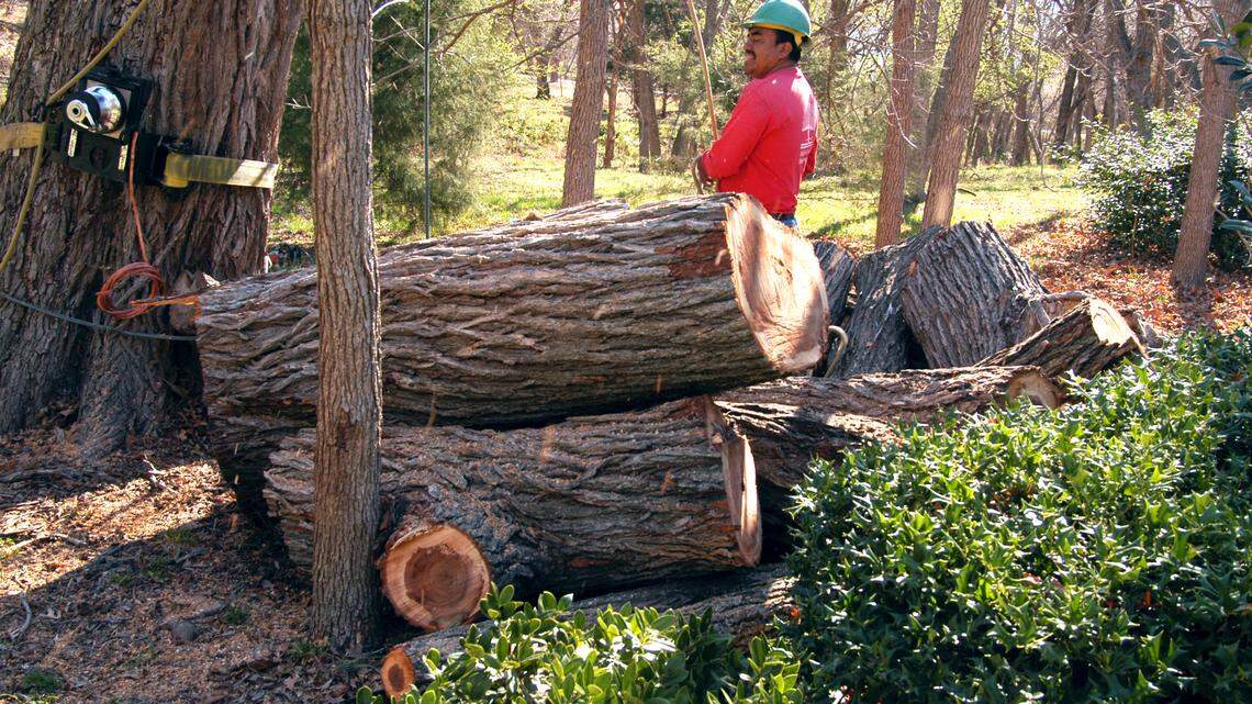 Arborists work on a large, hollow elm that fell. You can get referrals for experienced arborists from local nurserymen.
