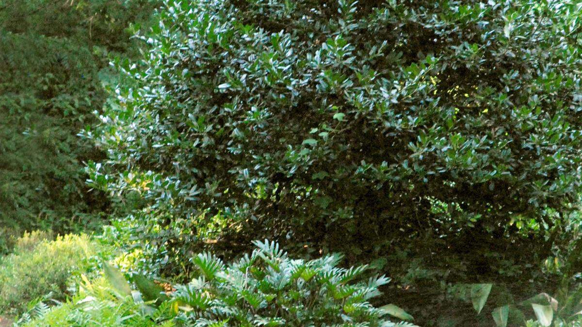 Nellie R. Stevens holly is one of our finest tall privacy screens (sun or shade) for all of Texas.