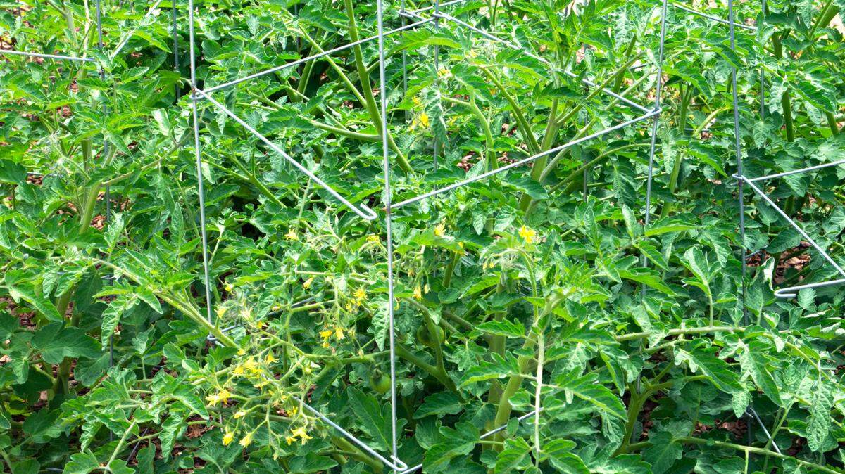 Tomatoes in cages will soon be loaded with fruit. Flowering and fruiting vegetables grow best in full Texas sun.