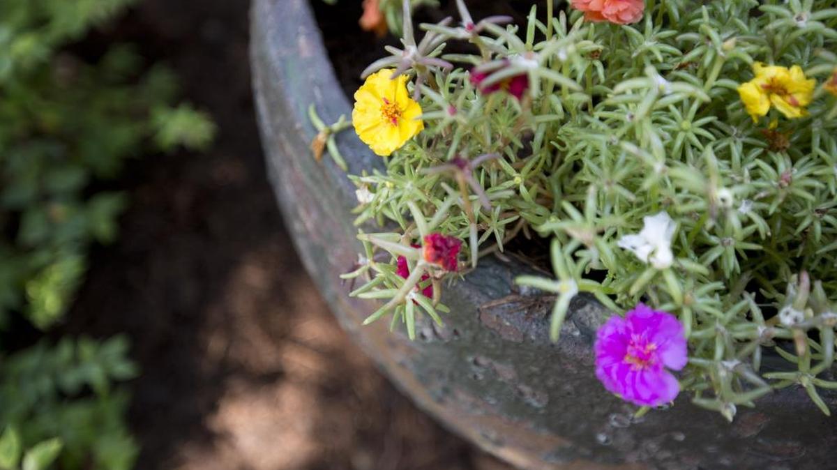 Flowering plants in pots bring color to the garden of Kenneth and Jackie Cantrell.