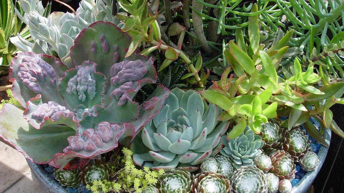 Small golf ball sized sempervivums are used to fill in gaps between larger frost tender succulents in color pots.