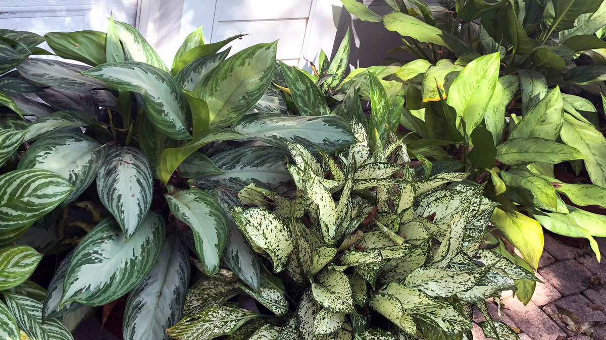 Aglaonemas won’t tolerate temperatures below 45F.