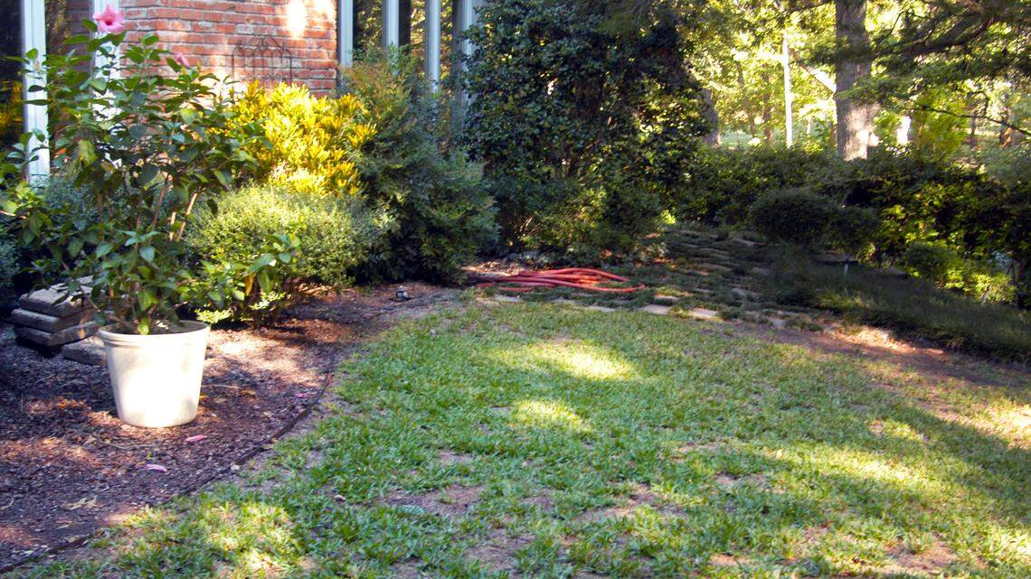 St. Augustine thins dramatically in shade. Sometimes the best option is to start planning for a shade-tolerant groundcover.