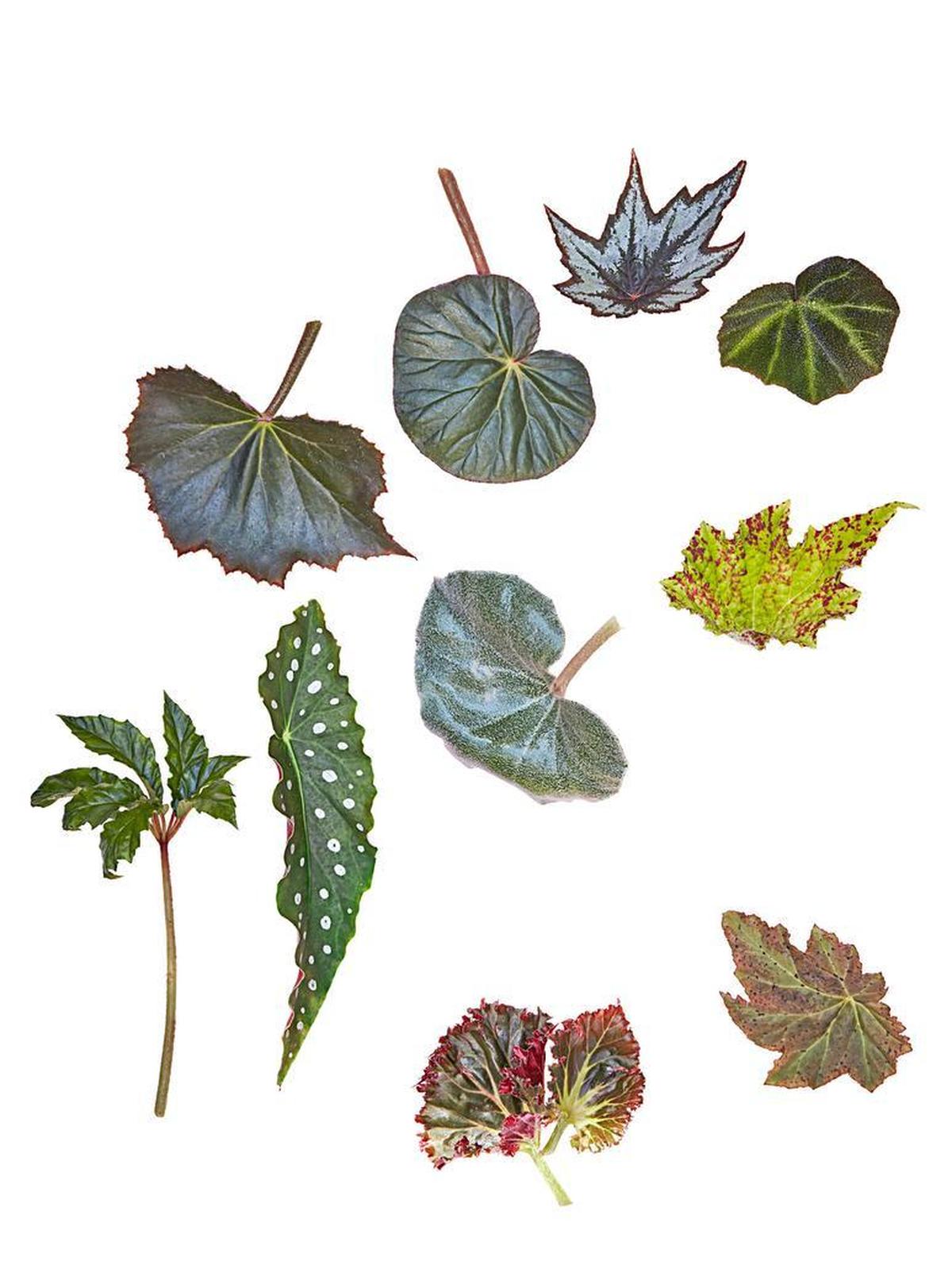 (Top row, left to right) B. “Selph’s Mahogany,” Begonia acetosa, B. “Little Brother Montgomery” and B. soli-mutata. (Second row, left to right) B. carolineifolia, B. “Wightii,” no name provided and B. “Marmaduke.” (Last row, left to right) B. “Madame Queen” and B.x “Fuscomaculata.”