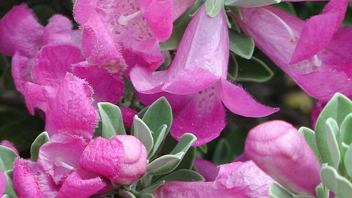 Texas sage (Ceniza) is native to very dry, warm parts of Southwest Texas.
