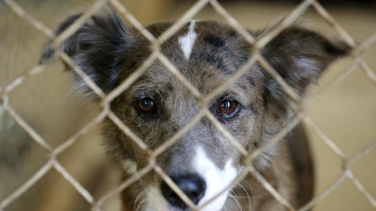 You can adopt an animal like this Aug. 18 on Clear the Shelters Day, an annual nationwide one-day event in which nearly 900 animal shelters — including more than 70 across North Texas — join forces. Adoption fees are waived and pets are provided that have been spayed or neutered, vaccinated, and even have a microchip.