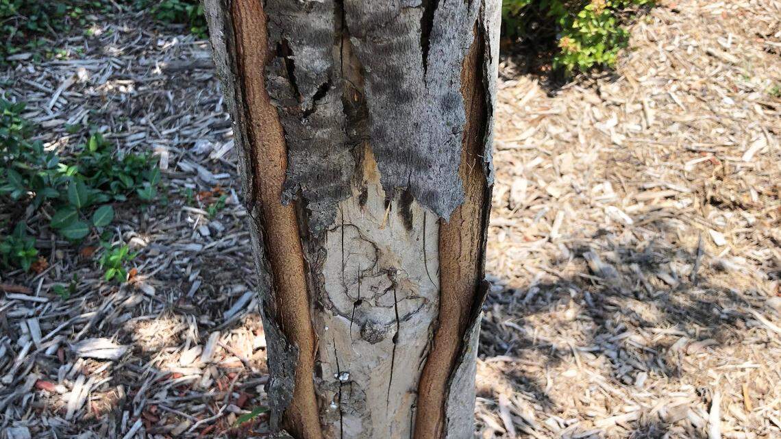 Red maple suffering extreme sunscald damage that could have been avoided with paper tree wrap.