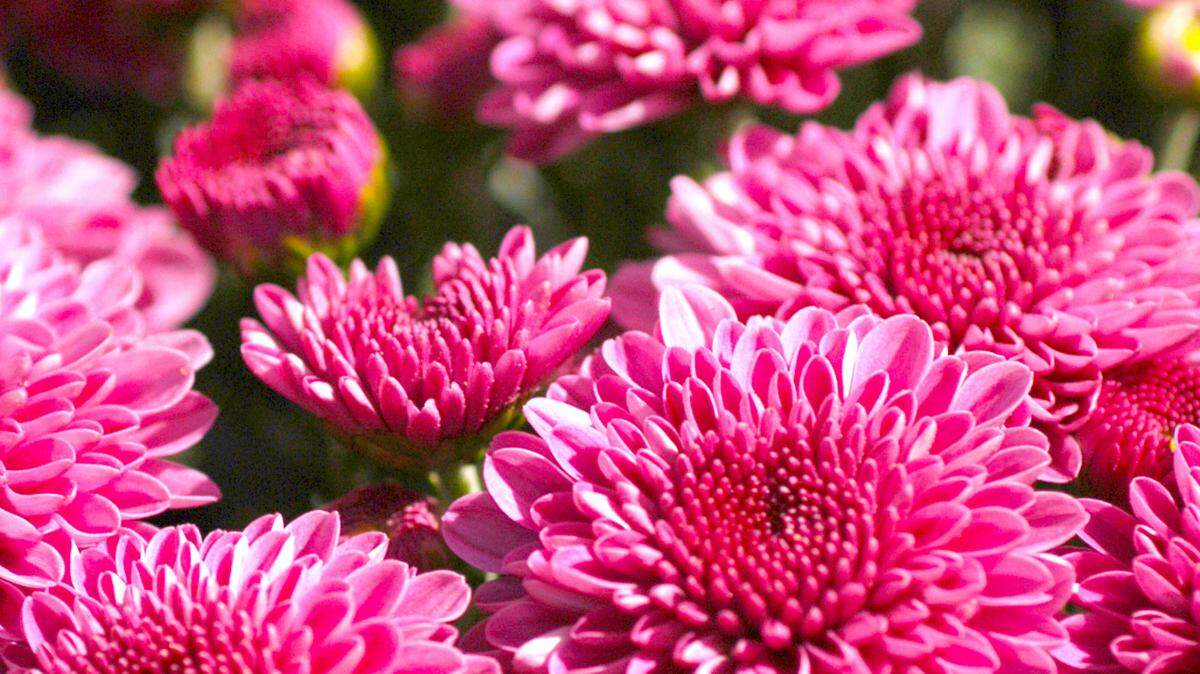 Trim mums back once all of their color has faded and the plants have shaded into brown, crisp tissues.