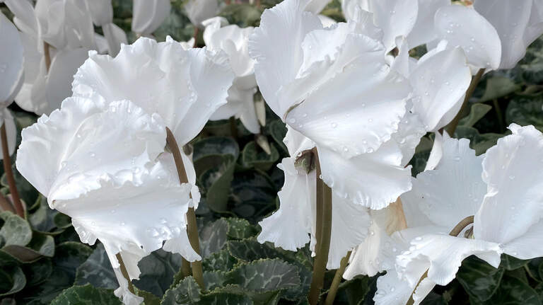 Use these mainstay winter flowers to decorate your home and patio during the holidays