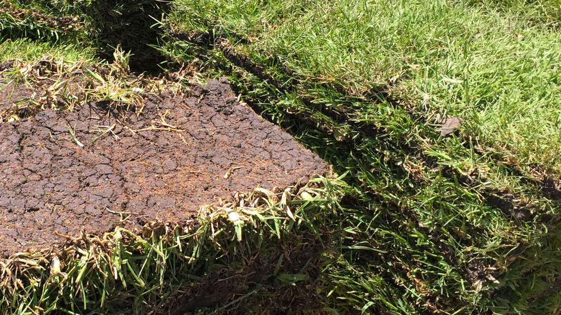 This is the time to plant or replant, so gear up for new turfgrass in your lawn