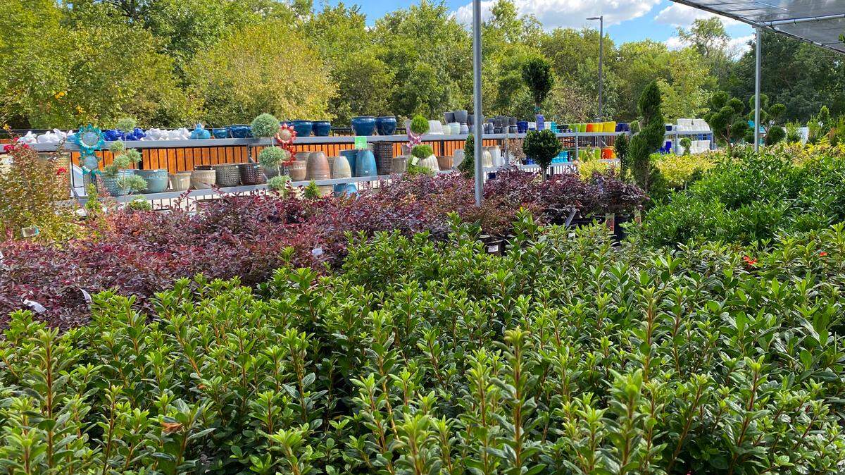 Many nurseries still have good supplies of landscape plants.