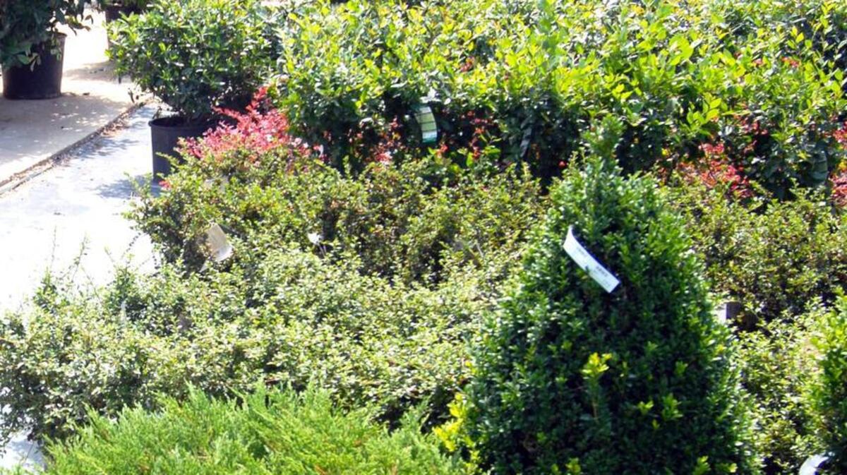 
Fall is the best season for shopping for new shrubs and trees and giving your grounds a makeover with new plantings.
