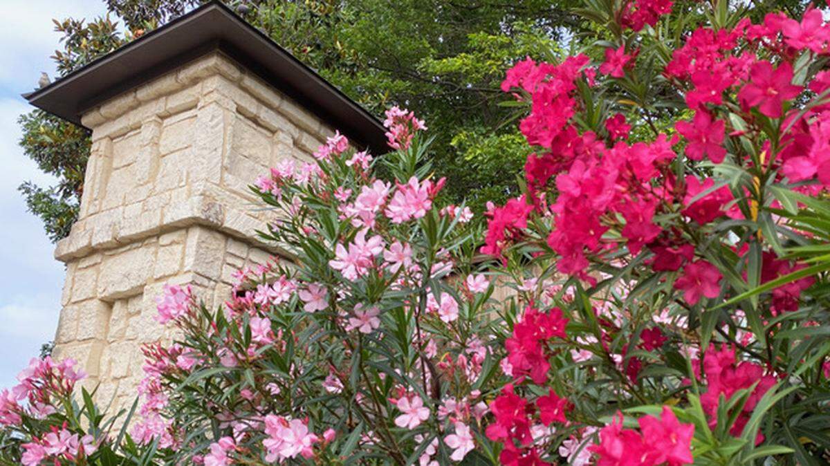 Most of the oleanders froze to the ground in North Texas and we won’t be seeing flowers on them probably until 2022.