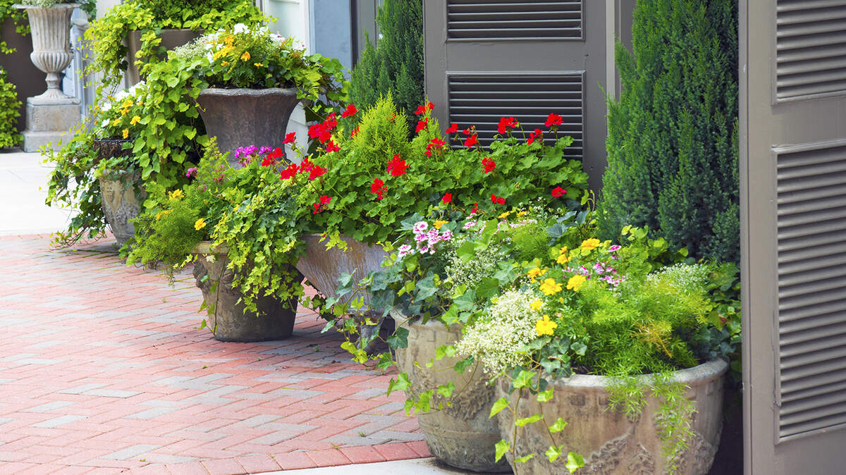 Patio pots can provide color quickly in your landscape.