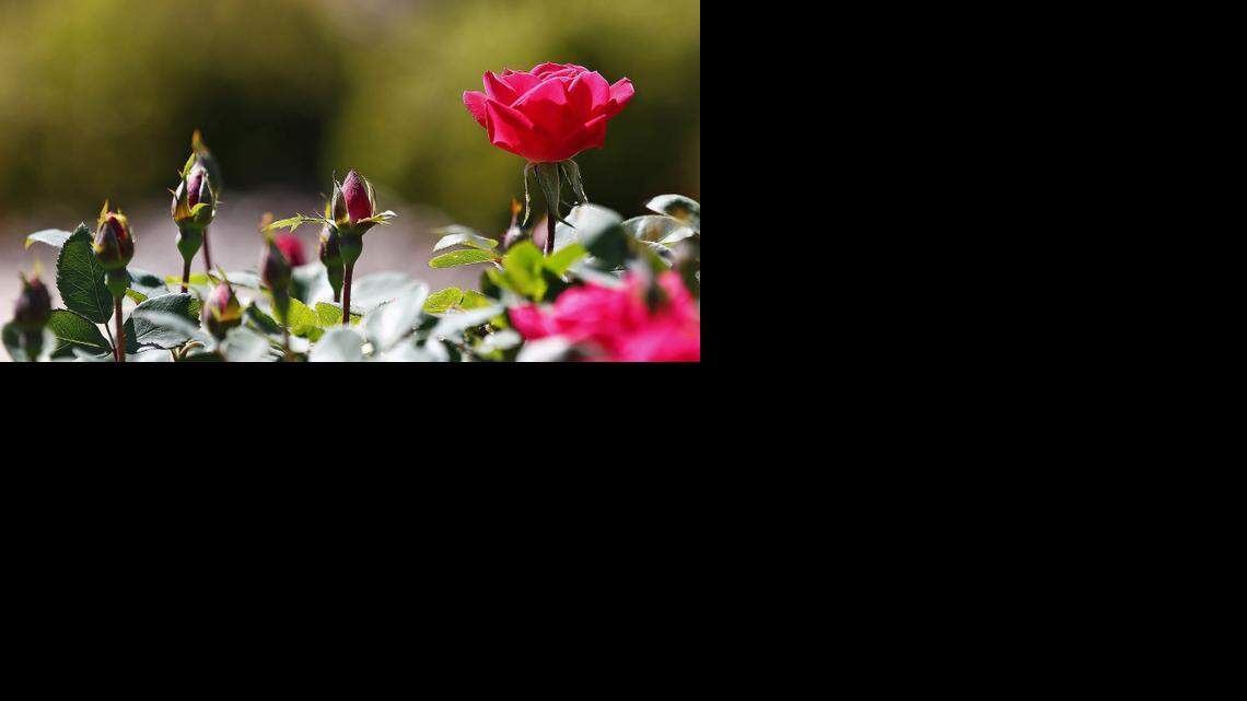 <137>Just blooming Knock Out roses Tuesday April 15, 2014 in Fort Worth, Texas.<137> Roses will soon be in full bloom for spring. Mike Becker at Calloway’s Nursery advises adding expanded shale to the soil for healthy roses. <137>The rose garden, one of Fort Worth's most cherished venues is about to come into full bloom for spring, despite a late start due to drought and cold. (Star-Telegram/Ron Jenkins) <137>