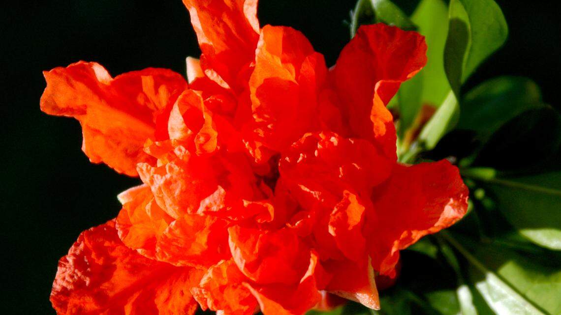 ‘Wonderful’ pomegranate has been the most popular fruiting type for decades - its flowers have fewer petals.