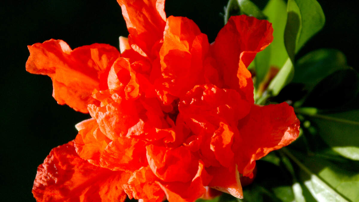 ‘Wonderful’ pomegranate has been the most popular fruiting type for decades - its flowers have fewer petals.