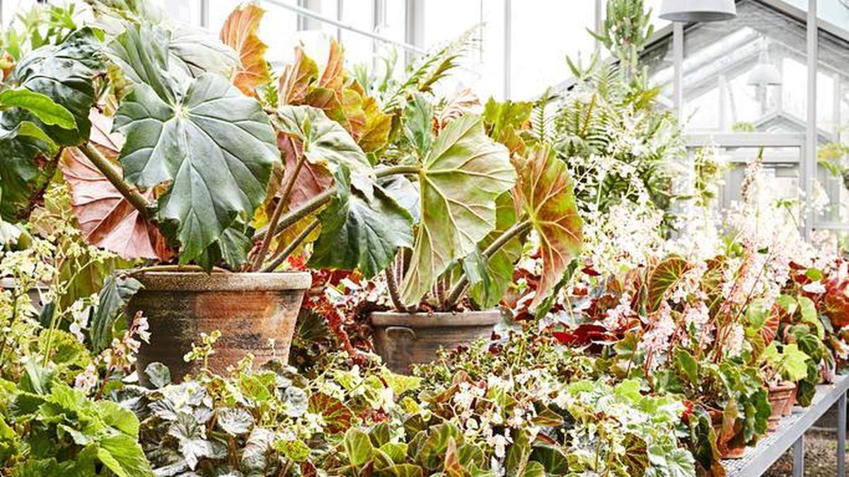 Martha has a hundred or so begonias in her greenhouse.