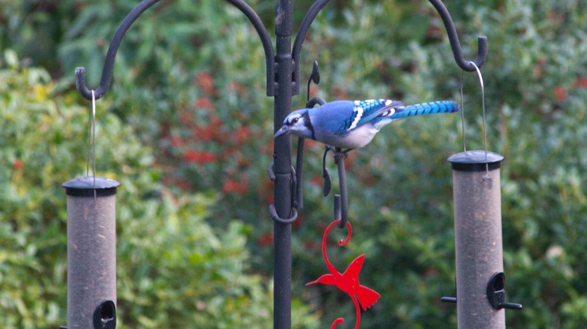 A blue jay checks out several feeders in the backyard.