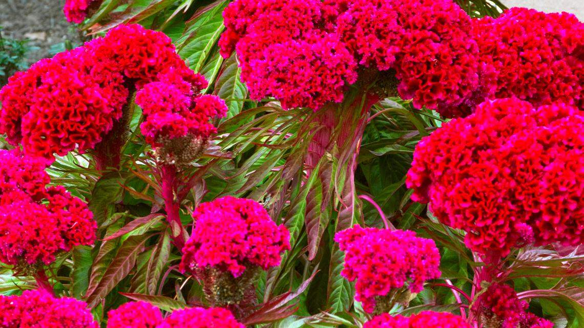 A red Celosia bed is a good option to add fall color to your garden. Choose 4-inch potted transplants that are in bud but not yet in bloom.
